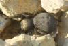 Eresus sp.