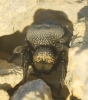 Eresus sp.