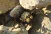 Eresus sp.
