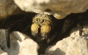 Eresus sp.