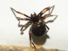 Euryopis episinoides