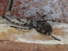 Eusparassus cf. levantinus