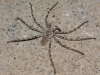 Eusparassus cf. levantinus