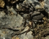 Eusparassus levantinus