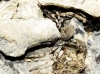 Eusparassus levantinus