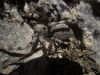 Eusparassus levantinus