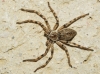 Eusparassus levantinus