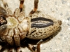 Eusparassus levantinus