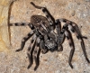 Eusparassus cf. levantinus
