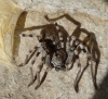 Eusparassus cf. levantinus