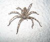 Eusparassus cf. levantinus