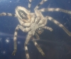 Eusparassus levantinus