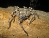 Eusparassus levantinus