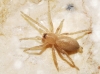 Gnaphosidae