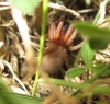 Gnaphosidae
