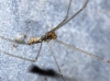 Holocnemus sp. Holocnemus sp.