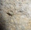 Holocnemus sp. Holocnemus sp.