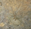 Holocnemus sp. Holocnemus sp.