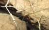 Holocnemus sp. Holocnemus sp.