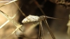 Holocnemus sp. Holocnemus sp.
