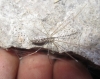 Holocnemus sp. Holocnemus sp.