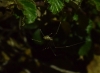 Holocnemus sp.