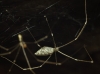 Holocnemus sp. Holocnemus sp.