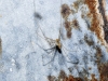Holocnemus sp. Holocnemus sp.