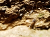 Holocnemus sp. Holocnemus sp.