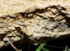 Holocnemus sp. Holocnemus sp.