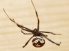 Latrodectus tredecimguttatus