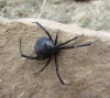 Latrodectus tredecimguttatus