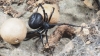 Latrodectus tredecimguttatus