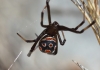 Latrodectus tredecimguttatus