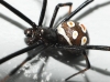 Latrodectus tredecimguttatus
