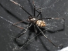 Latrodectus tredecimguttatus
