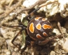 Latrodectus tredecimguttatus