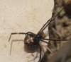 Latrodectus tredecimguttatus