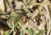 Latrodectus tredecimguttatus