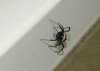 Latrodectus tredecimguttatus