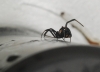 Latrodectus tredecimguttatus