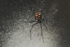 Latrodectus tredecimguttatus