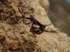 Latrodectus tredecimguttatus