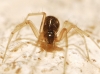 Linyphiidae