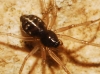 Linyphiidae