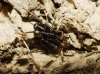 Liophrurillus flavitarsis