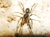 Liophrurillus flavitarsis