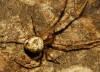 Metellina sp.