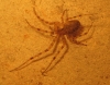 Metellina sp.