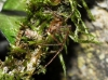 Metellina mengei